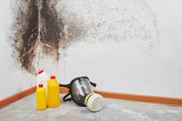 Mold Removal and Inspection in Waller, WA