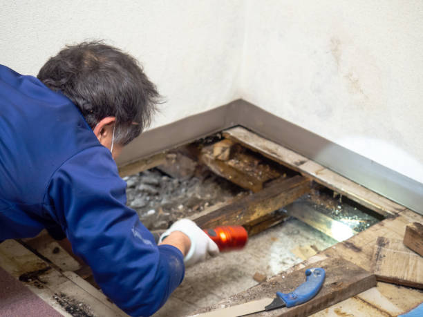 Best Local Mold Removal Service  in Ller, WA