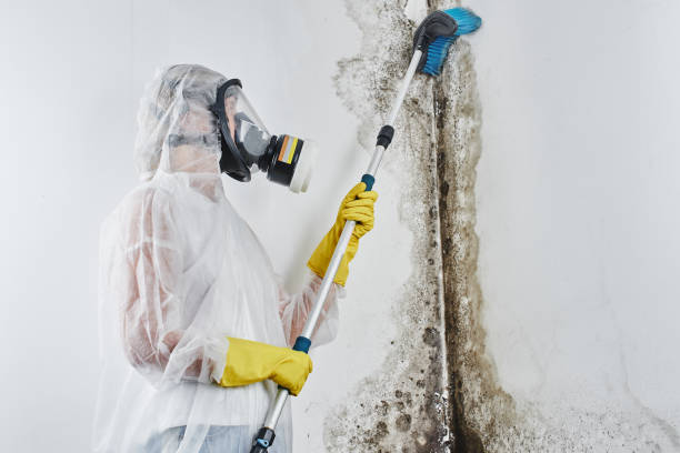 Best Mold Remediation  in Ller, WA