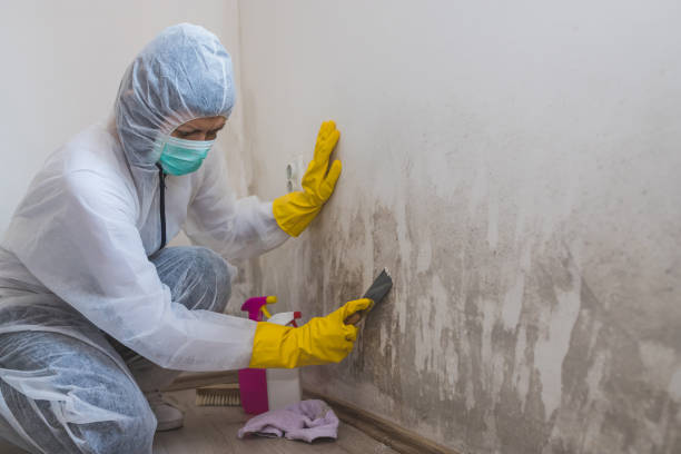 Best Affordable Mold Removal  in Ller, WA