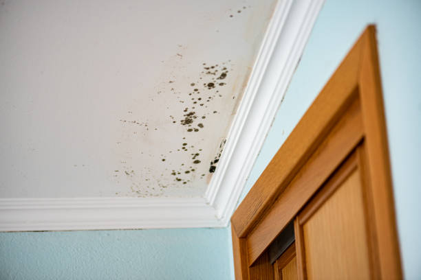 Best Office Mold Removal Services  in Ller, WA