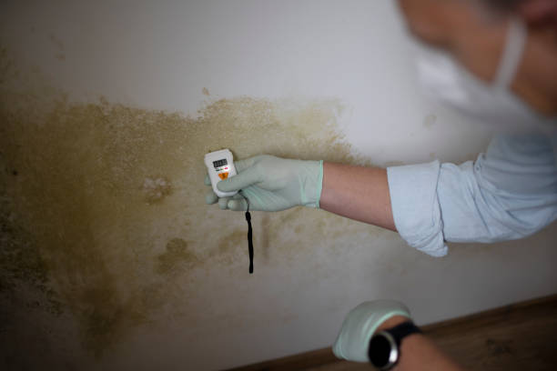 Best Professional Mold Removal  in Ller, WA