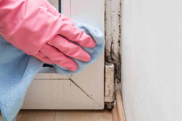 Professional Mold Removal in Waller, WA